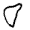 dusty right scapula
