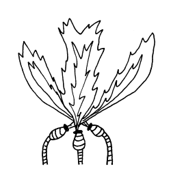 "Phoenix"