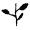 pygmy witchhazel