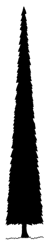 The Tallest Tree in the Forest