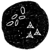 The Primordial Directive