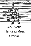 An Exotic Hanging Meat Orchid