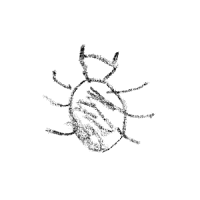 Black Crayon Beetle