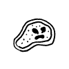 proto-protozoa